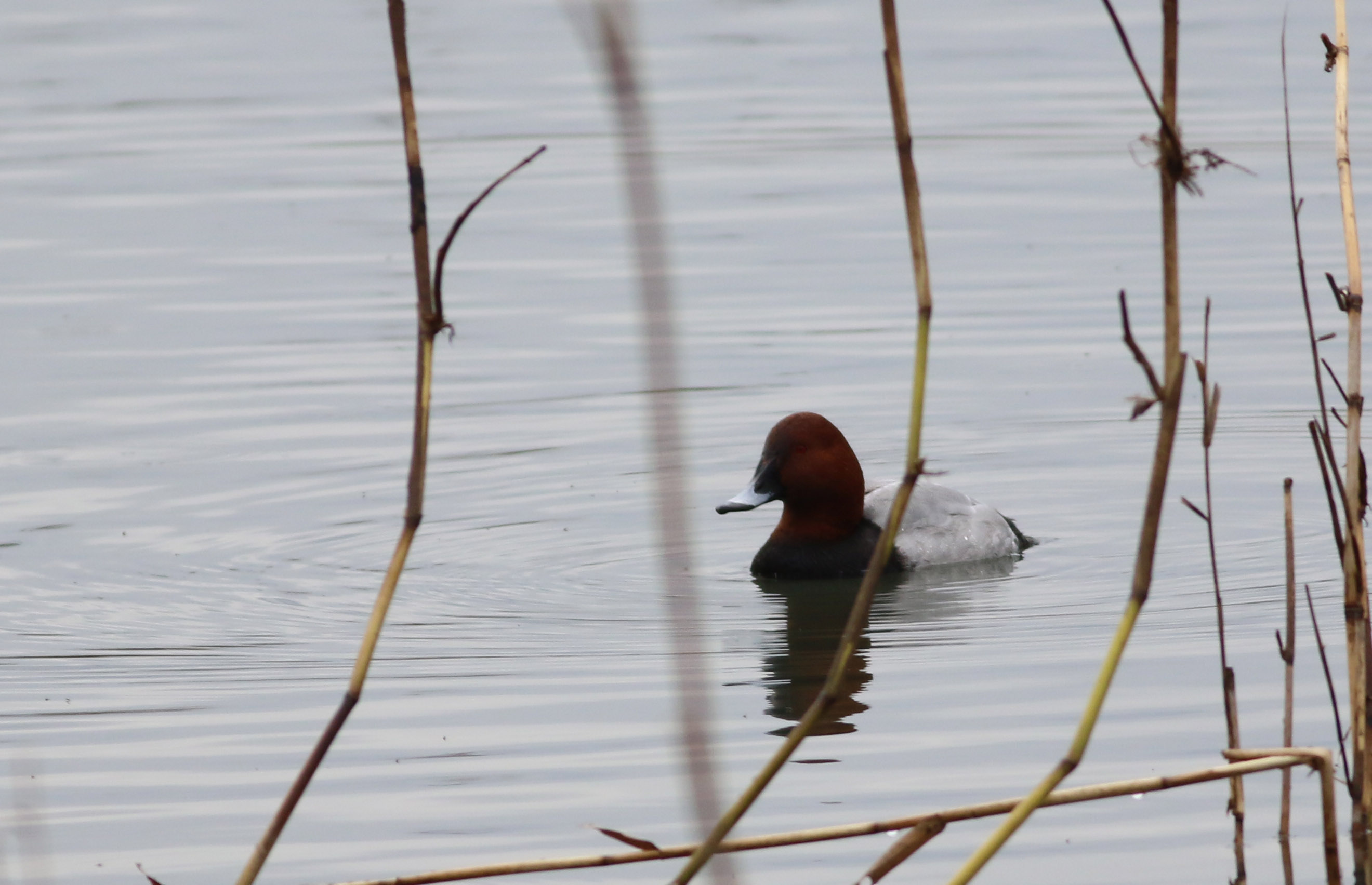 Common Pochard